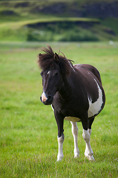 istock Icelandic Horse 508230487