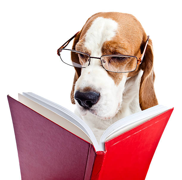 cachorro em óculos lê o livro vermelho - attentively - fotografias e filmes do acervo