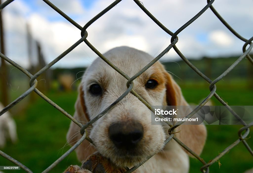 Hunting dogs in a kennel foxhound puppy Animal Stock Photo