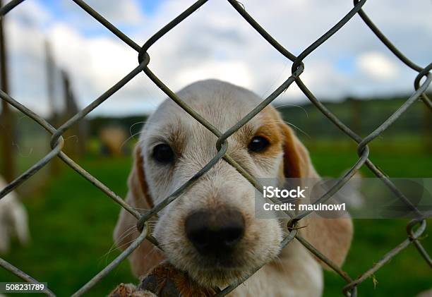 Hunting Dogs In A Kennel Stock Photo - Download Image Now - Animal, Animal Body Part, Animal Ear