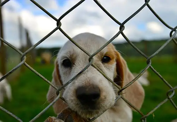 Photo of Hunting dogs in a kennel