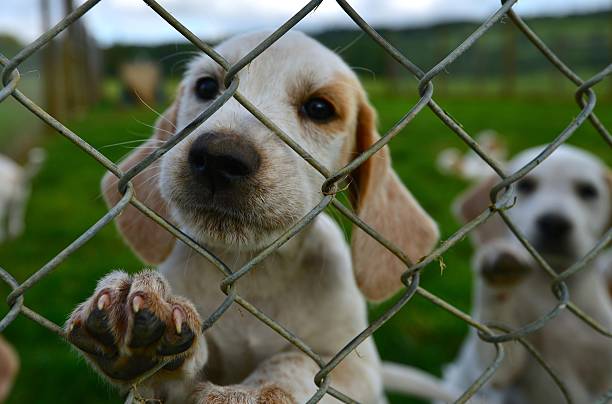 istock Hunting dogs in a kennel 508231791