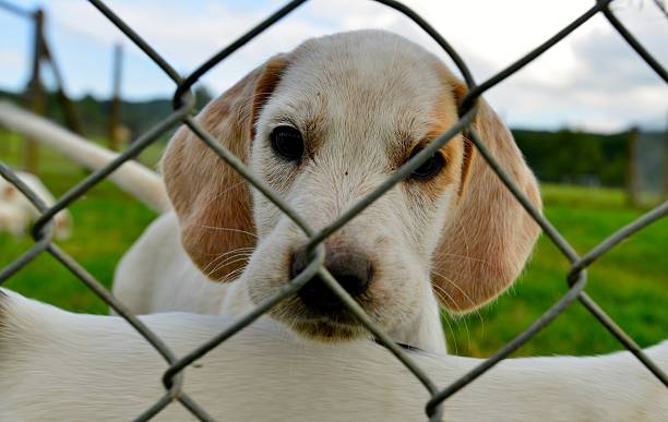 istock Hunting dogs in a kennel 508231841