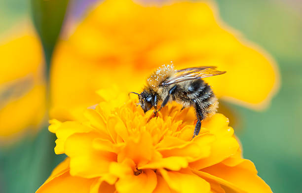 istock Bee collect honey on a yellow flower 508231995