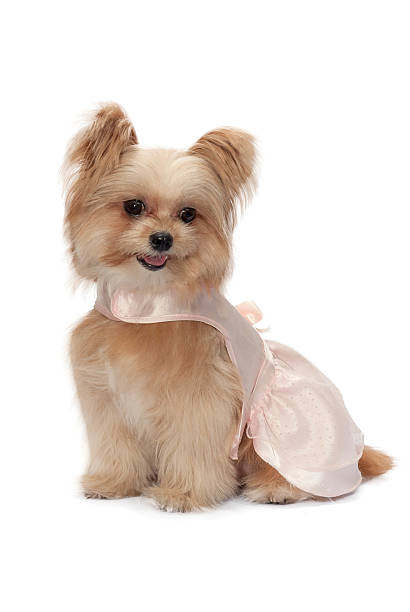 istock Dog in Pink Dress 508232073