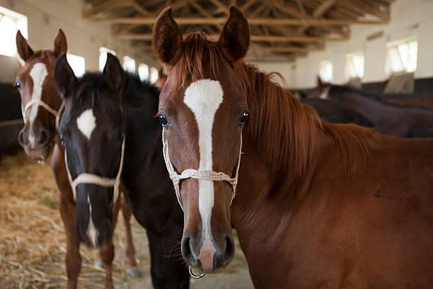 istock Arabian horse portrait 508232593