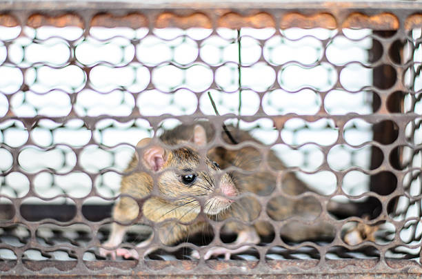istock little mouse in a metal trap. 508232903