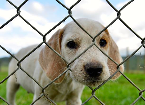 istock hunting dogs in a kennel 508233765