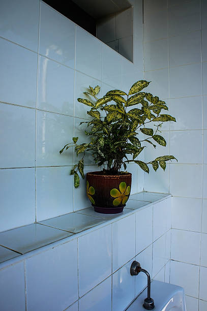 istock Plant In The Bathroom 508234279