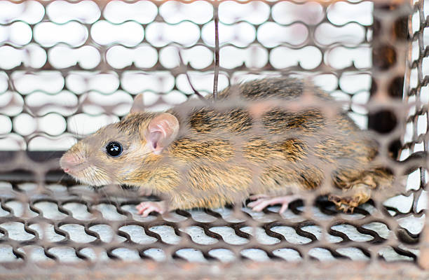 istock little mouse in a metal trap. 508234723