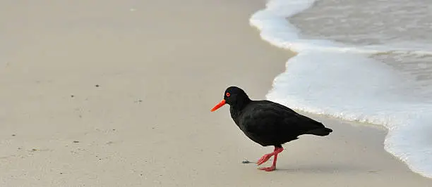 The rare and beautiful African Black Oystercatcher photographed at Boulders Beach, South Africa.