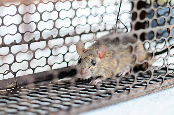 istock little mouse in a metal trap. 508235337