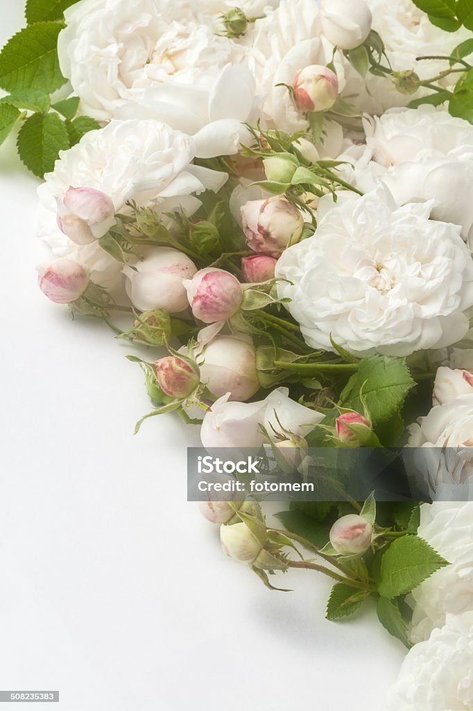 Roses White roses isolated on white. Flower Stock Photo