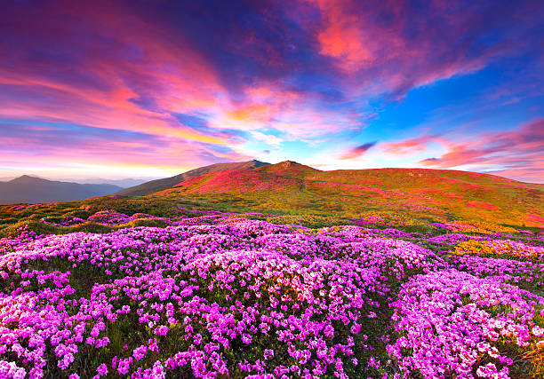 istock Magic pink rhododendron flowers in the mountains. 508236139