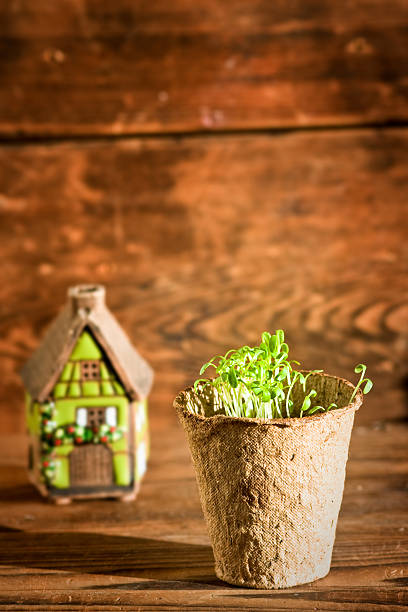 topfpflanze setzlinge aus biologisch abbaubare topf und keramik-house - potting peat dirt moss stock-fotos und bilder