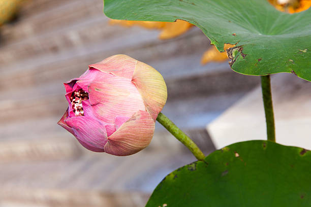 istock Blossom Sacred Lotus 508247894