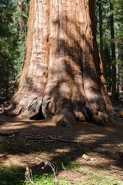 istock Giant sequoia in California 508247946