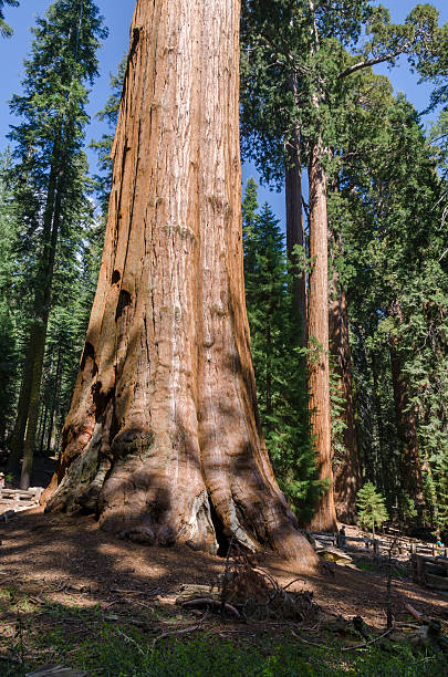 istock Giant sequoia in California 508248026