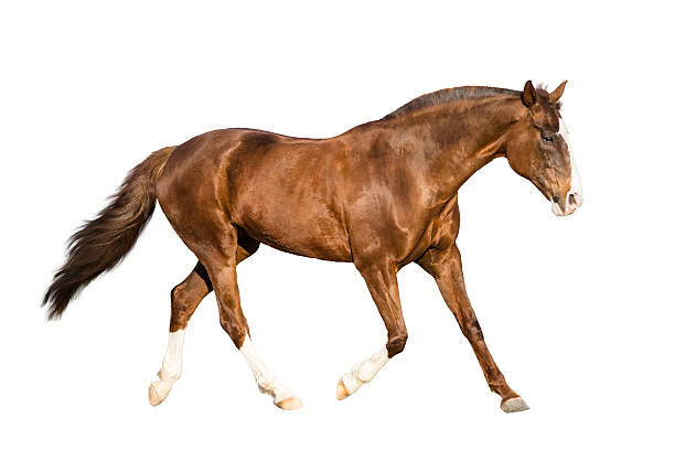istock isolate of the red horse 508249652