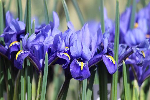Photo showing some blue iris flowers that are growing in a spring garden border, flowering in the sunshine.  Their pointed green leaves are visible in the foreground and blurred in the background.