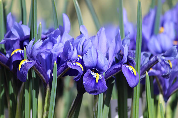 Image of blue iris flowers growing in spring garden border Photo showing some blue iris flowers that are growing in a spring garden border, flowering in the sunshine.  Their pointed green leaves are visible in the foreground and blurred in the background. iris plant stock pictures, royalty-free photos & images