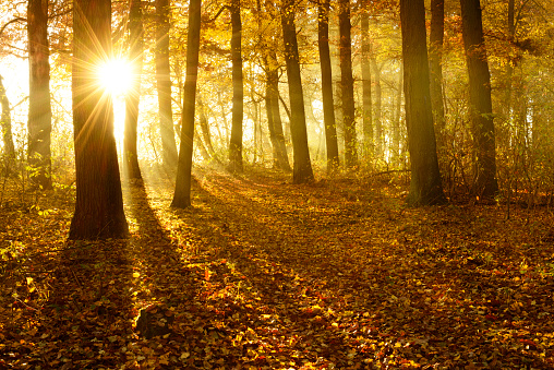 Golden Deciduous Forest of Oak Trees with Leafs Changing Colour Illuminated by Sunbeams through Fog at Sunrise in Autumn, Carpet of fallen leafs covering the ground