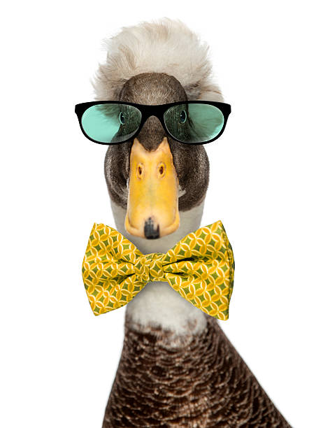 istock Male Crested Ducks wearing glasses and a bow tie 508251414