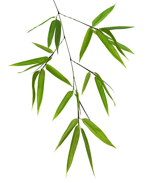 istock isolated green bamboo branch 508251862