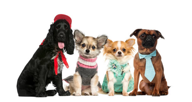 istock Group of dogs in front of a white background 508252670