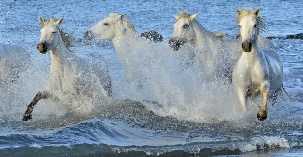 istock Herd of White Camargue horses running through water 508253124