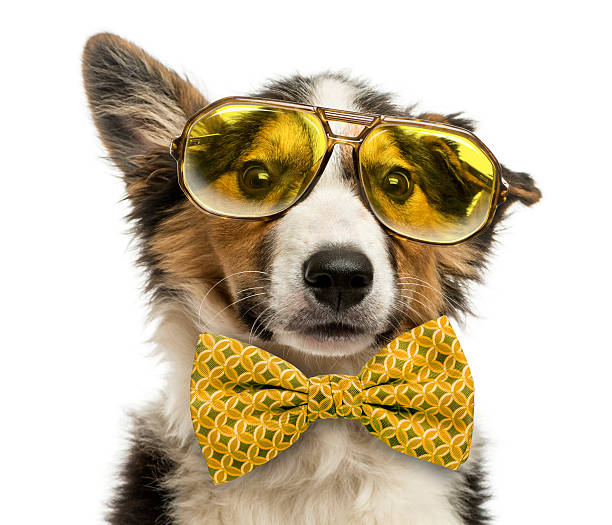 Border collie with old fashioned glasses and a bow tie,