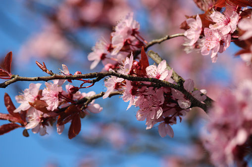 Photo showing some pale pink flowers on a purple leaf plum cherry tree in the spring, pictured against a blue sky.  The Latin name for this ornamental plum tree is: Prunus cerasifera.