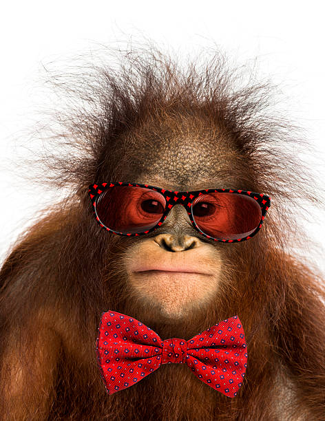 dagbog finger kor Young Bornean Orangutan Wearing Glasses And A Bow Tie Stock Photo -  Download Image Now - iStock