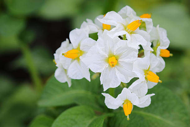 nahaufnahme einer kartoffel weiße blumen blühenden - kartoffel blüte stock-fotos und bilder