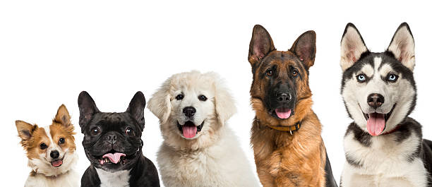 istock Close-up on dogs head in front of a white background 508255430