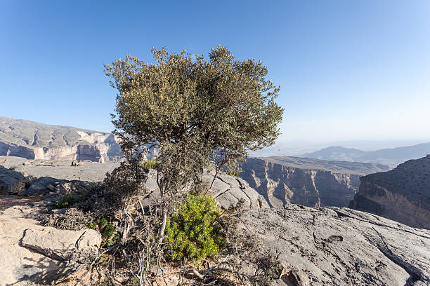 istock Grand Canyon in Oman 508255608