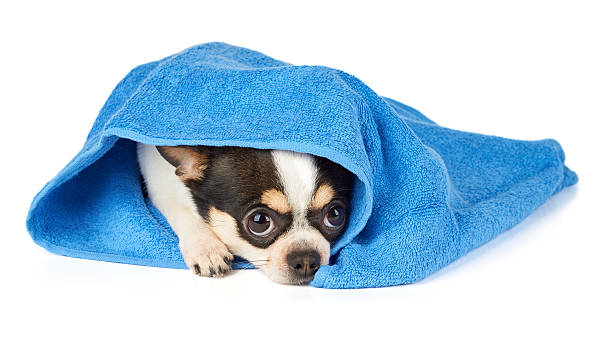 istock Chihuahua in blue towel 508255640