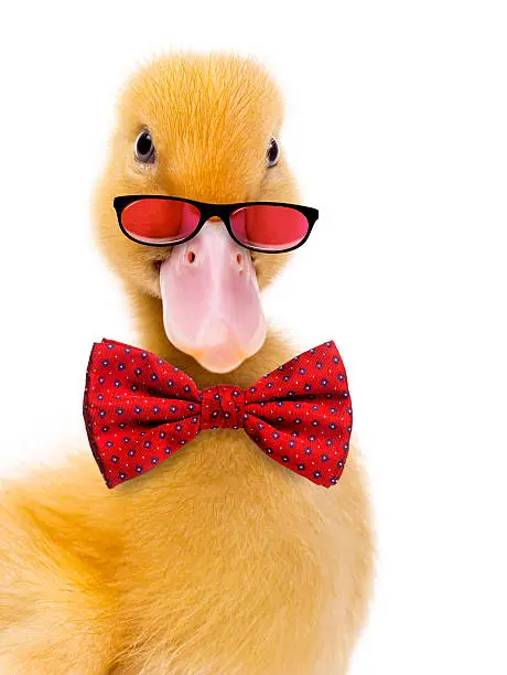 Photo of Duckling (7 days old) wearing glasses and a bow tie