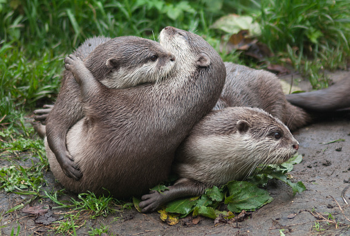 Group of European otters playing together.