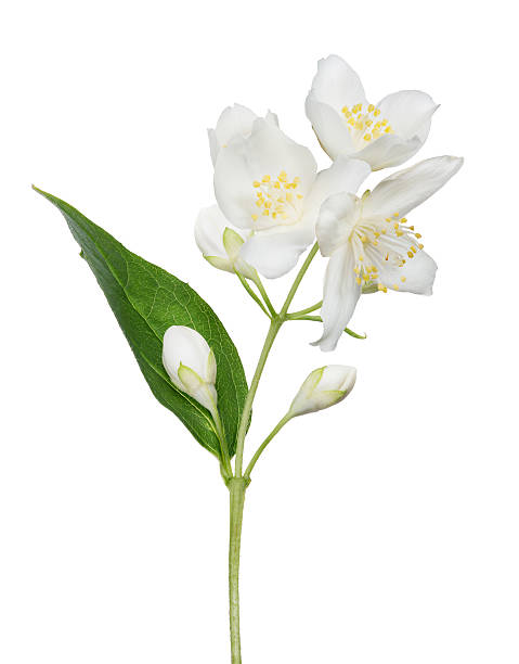 istock isolated jasmine branch with blooms and buds 508256302