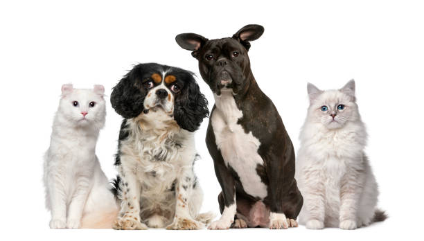 istock Group of dogs and cats 508256360