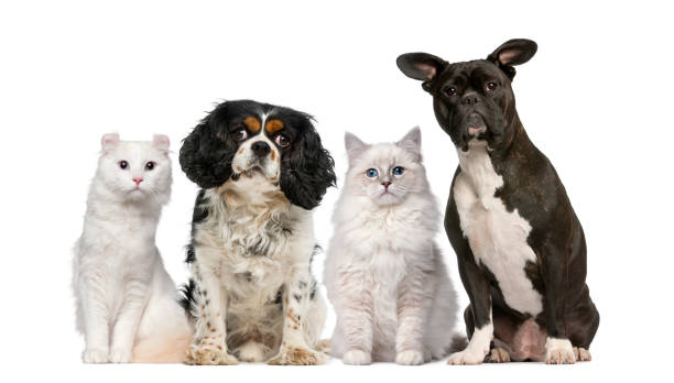 istock Group of dogs and cats 508256436