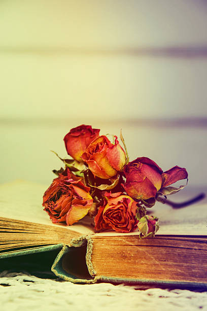 istock Dry rose on an old book in a vintage style. 508256542
