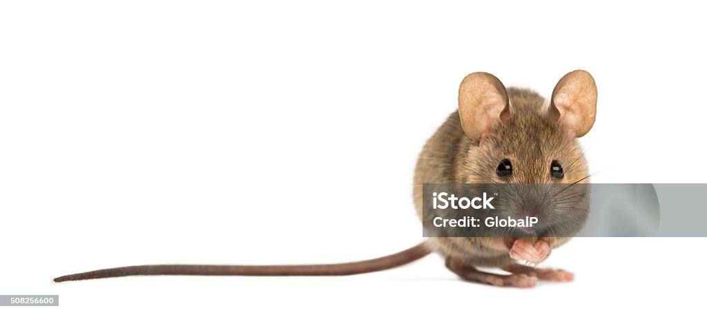 Wood mouse in front of a white background - Royalty-free Fare - Hayvan Stok görsel