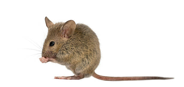 istock Wood mouse cleaning itself in front of a white background 508256676
