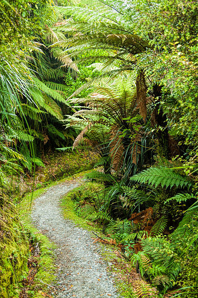 istock Rain forest walk in New Zealand 508256802