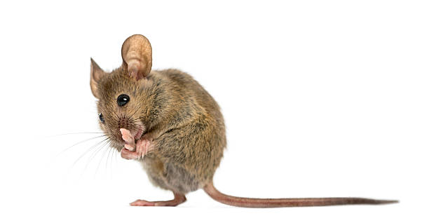 istock Wood mouse cleaning its paw 508256822