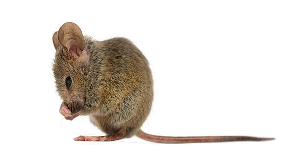 istock Wood mouse cleaning itself in front of a white background 508256880