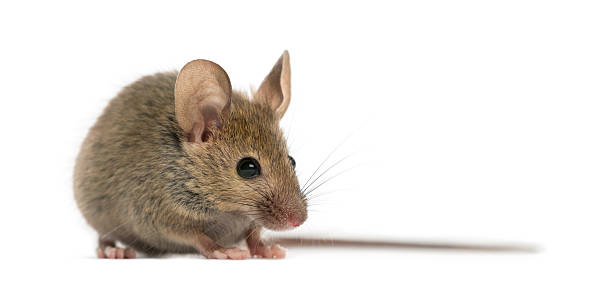 istock Wood mouse in front of a white background 508256928