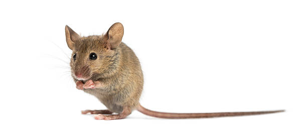 istock Wood mouse cleaning itself in front of a white background 508257000